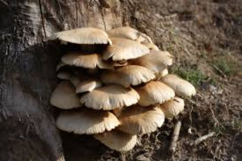 Curiosità e aneddoti sul Pleurotus Pulmonarius